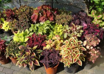 Семена колеуса: секреты успешной посадки и несколько полезных советов