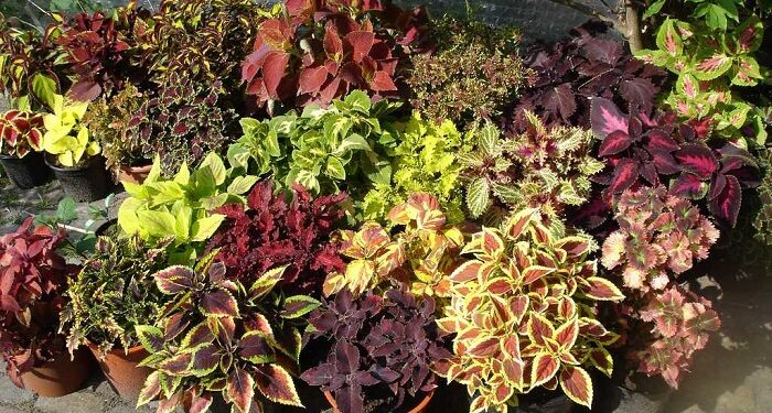 Семена колеуса: секреты успешной посадки и несколько полезных советов