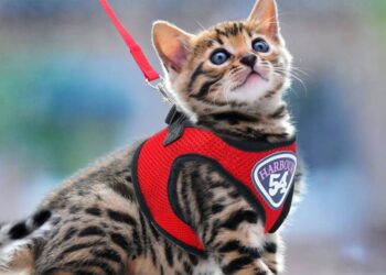 Основи амуніції для кішок: все, що потрібно знати