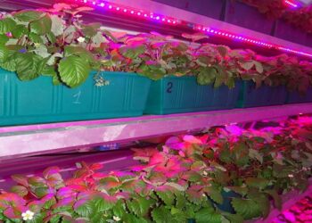 Using phyto tape for plants: keeping the plants in your garden healthy