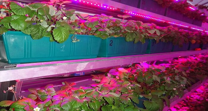 Using phyto tape for plants: keeping the plants in your garden healthy