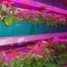 Using phyto tape for plants: keeping the plants in your garden healthy