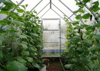 Як вибрати тепличну плівку для вирощування огірків