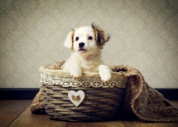 Как подготовиться к появлению собаки