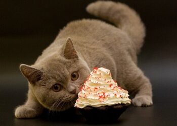 Коты и сладости: почему это несовместимо с их здоровьем