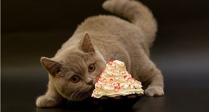Коты и сладости: почему это несовместимо с их здоровьем