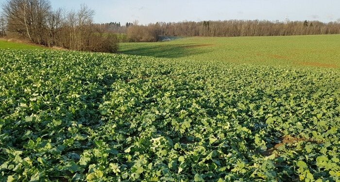 Ріпак озимий: технологія вирощування та основні особливості