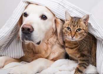 A huge range of products for the beauty and health of pets in the FluffyPuppy online store