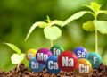 Как микроудобрения улучшают рост растений: правила применения и преимущества