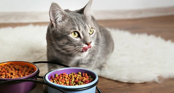 Питание кошки: важные аспекты и полезные советы для владельцев