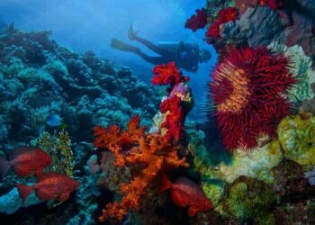 Taucherparadies Marsa Alam: entdecken sie die unterwasserwelt Ägyptens