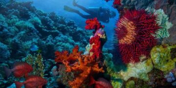 Taucherparadies Marsa Alam: entdecken sie die unterwasserwelt Ägyptens